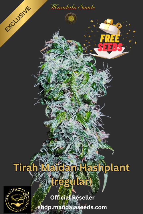 Tirah Maidan Landrace