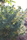 Triple Star, Tirah Valley