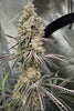 Trich Beast (Limited Edition)