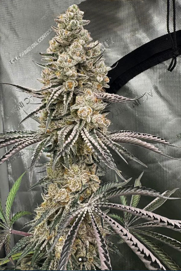 Trich Beast (Limited Edition)