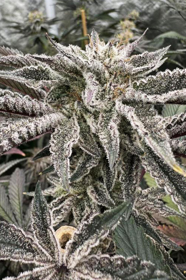 Trich Beast (Limited Edition)