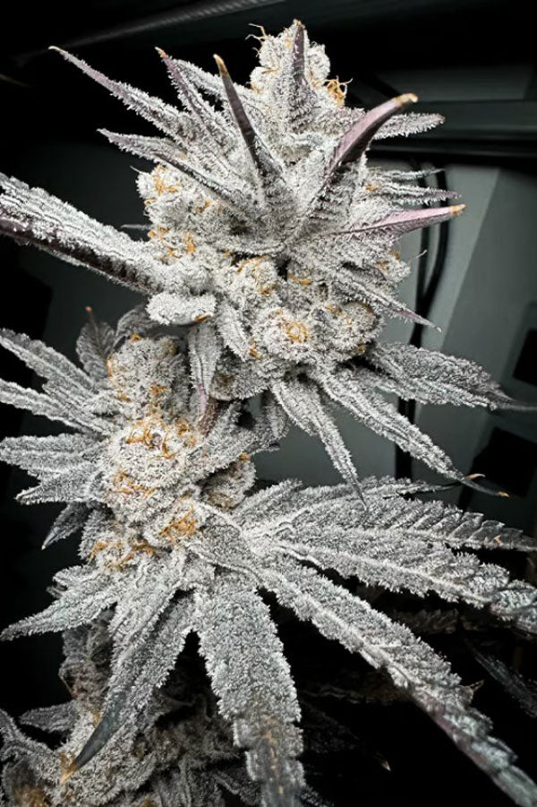 Trich Beast (Limited Edition)