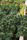 Triple Star, Tirah Valley