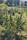 Triple Star, Tirah Valley