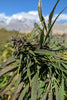 Ultra Purple, Hopar Valley (Selection #1)