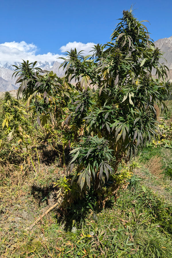 Ultra Purple, Hopar Valley (Selection #1)
