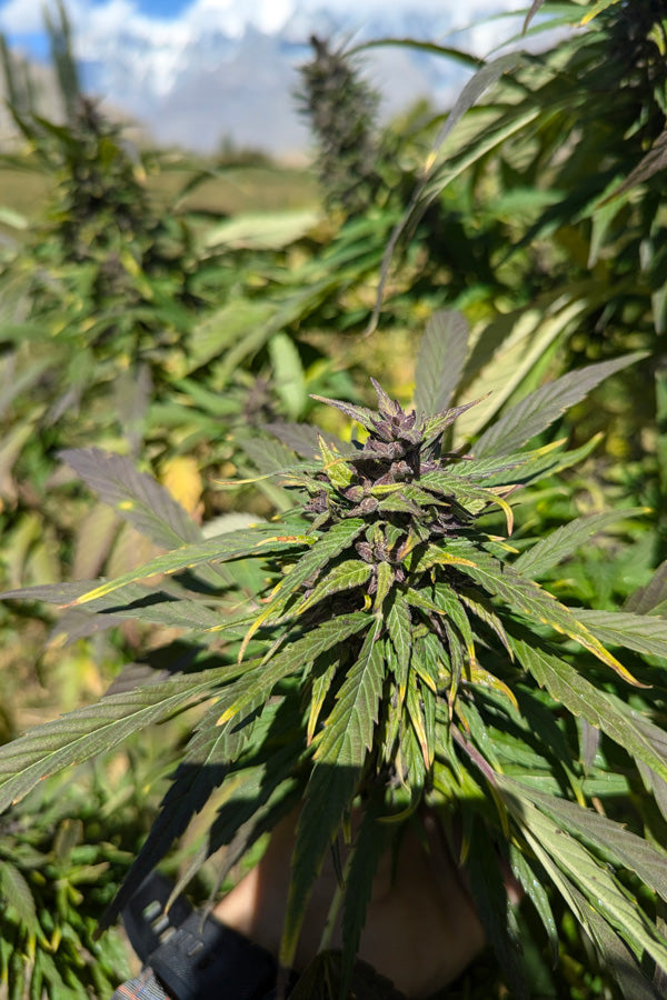 Ultra Purple, Hopar Valley (Selection #1)