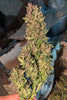 Ultra Purple, Hopar Valley (Selection #1)