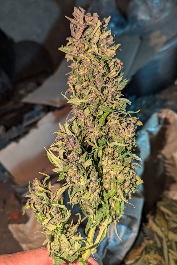 Ultra Purple, Hopar Valley (Selection #1)