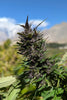 Ultra Purple, Hopar Valley (Selection #1)