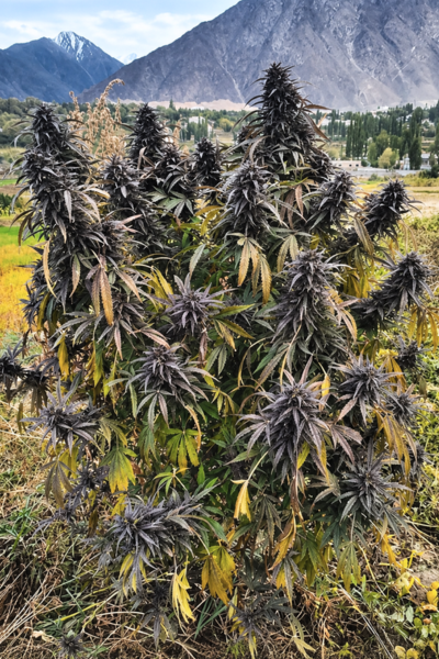 Ultra Purple, Hopar Valley (Selection #1)