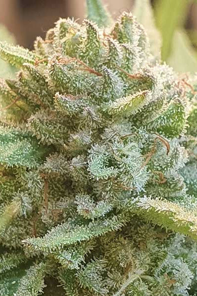 Unknown Kush (Early Version)