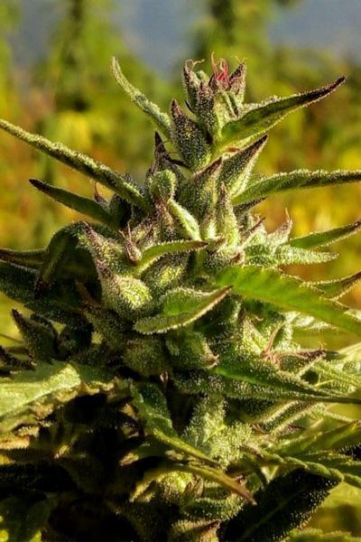 Wailing Valley-Malana (10 regular seeds) - Mandala Seeds Shop Indian Landrace Exchange
