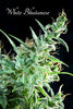 White Bhutanese