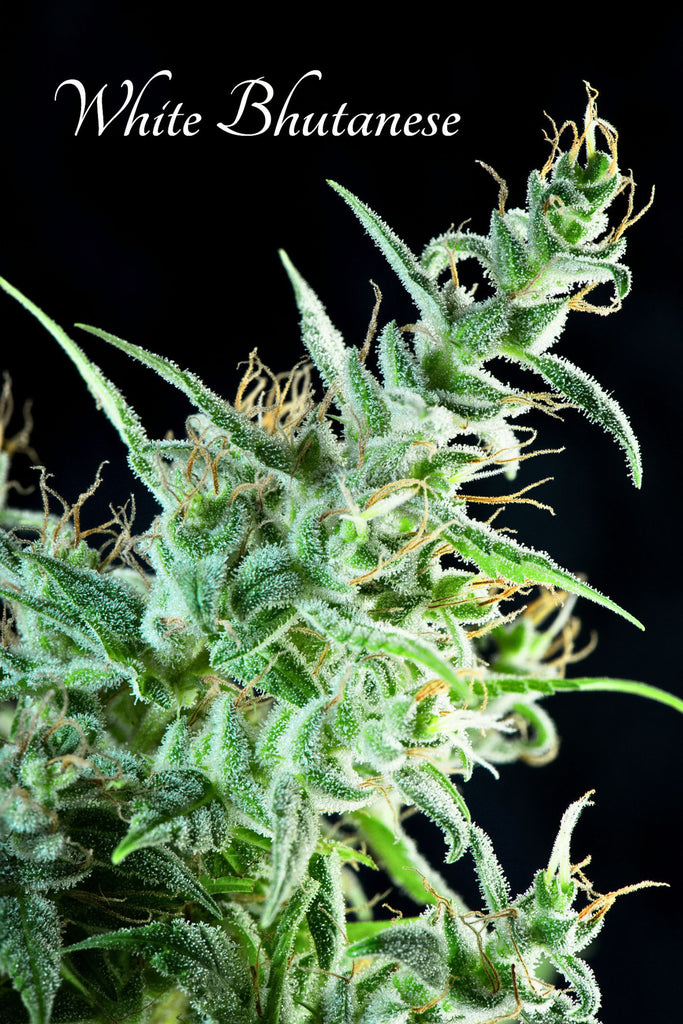 White Bhutanese