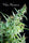 White Bhutanese