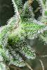 White Bhutanese