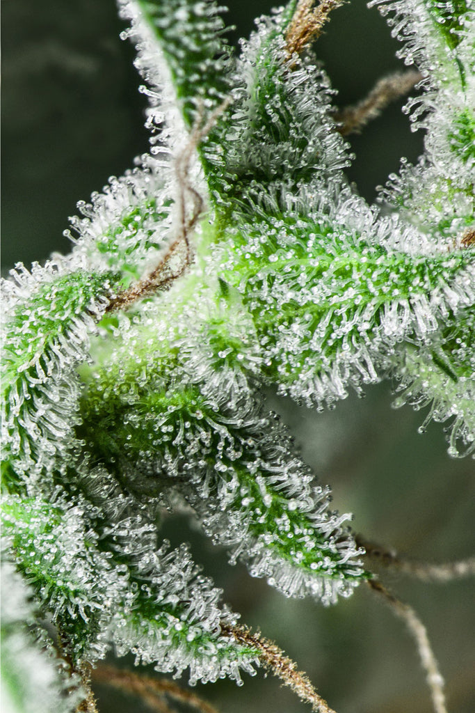 White Bhutanese
