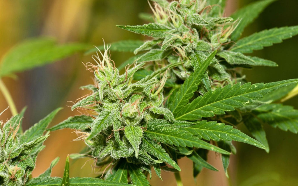 White Bhutanese