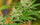 White Bhutanese