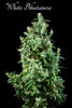White Bhutanese