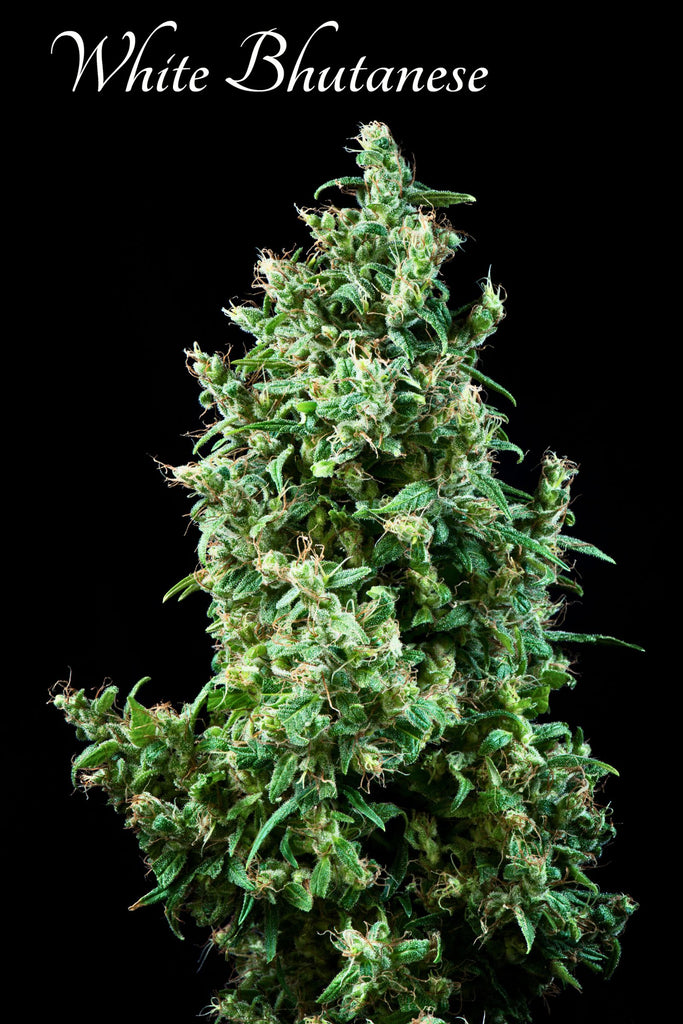 White Bhutanese