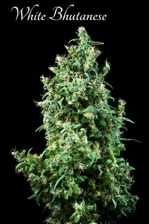 White Bhutanese