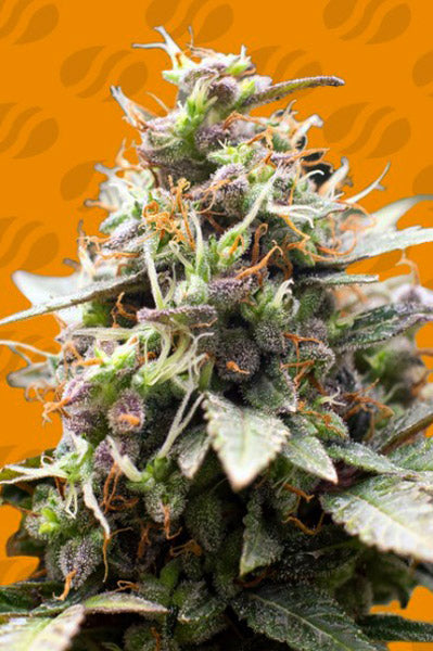 White Raspberry Truffle