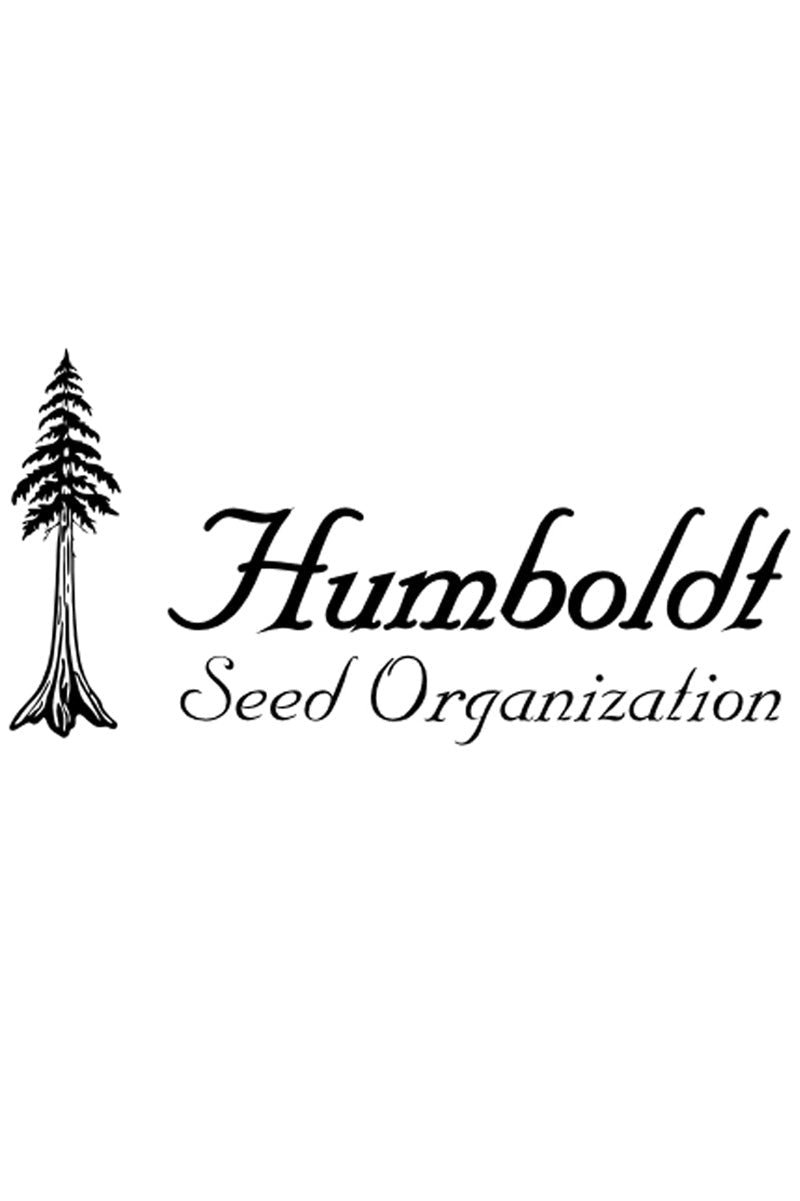 White Runtz Fast Flowering (Humbolt Seeds) ➤ Semillas marihuana
