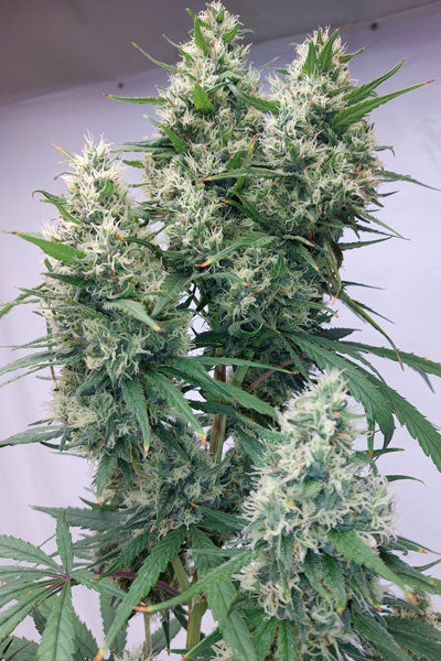 Zenith (Limited Edition) - Mandala Seeds Shop Ace Seeds