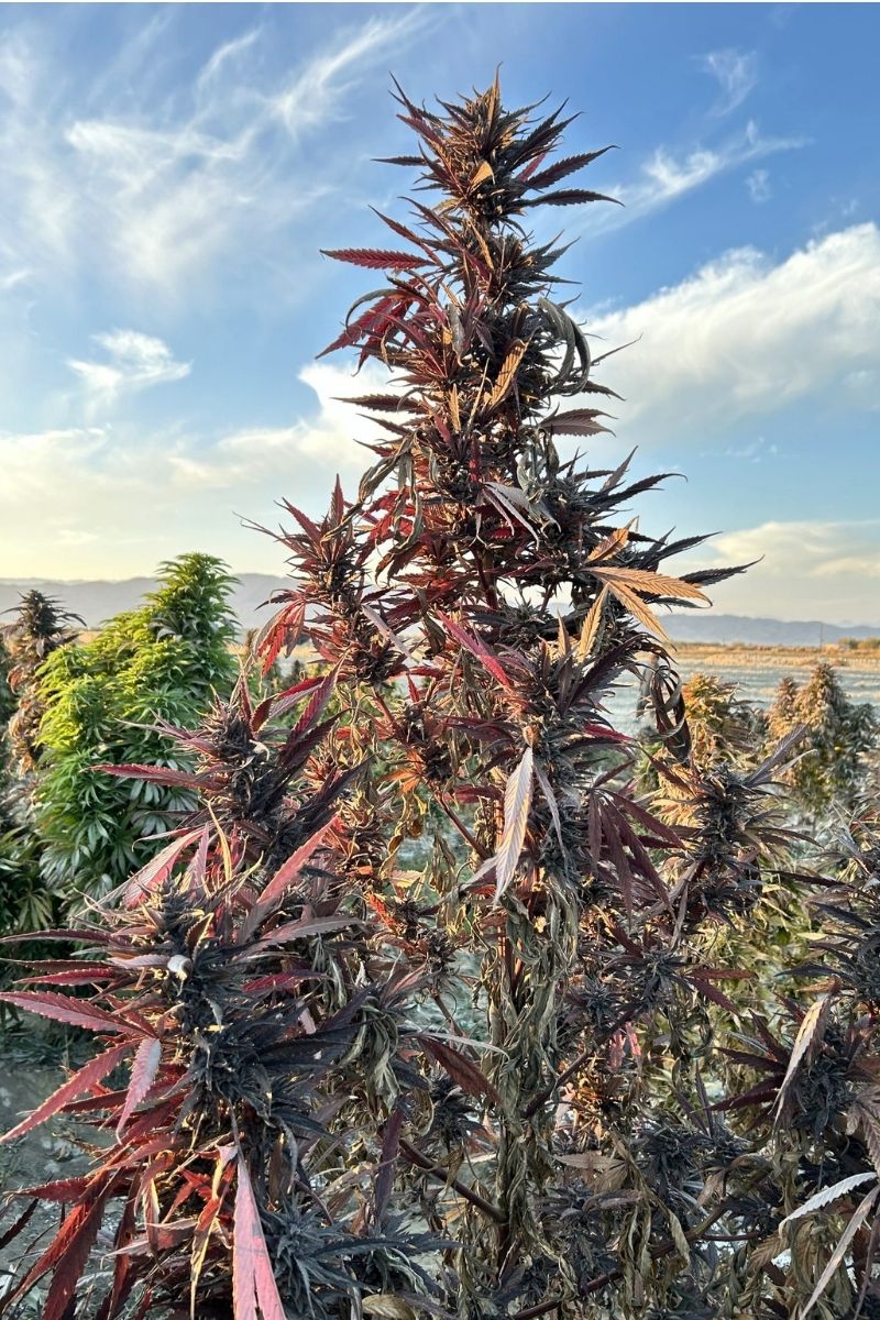 Mandala Seeds Shop