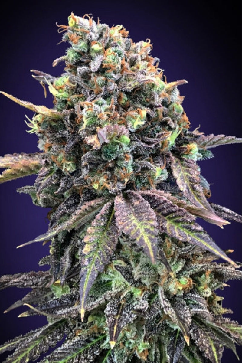 Mandala Seeds Shop