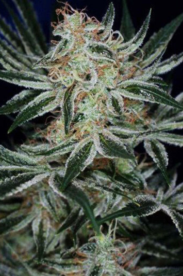 Jack the Ripper
