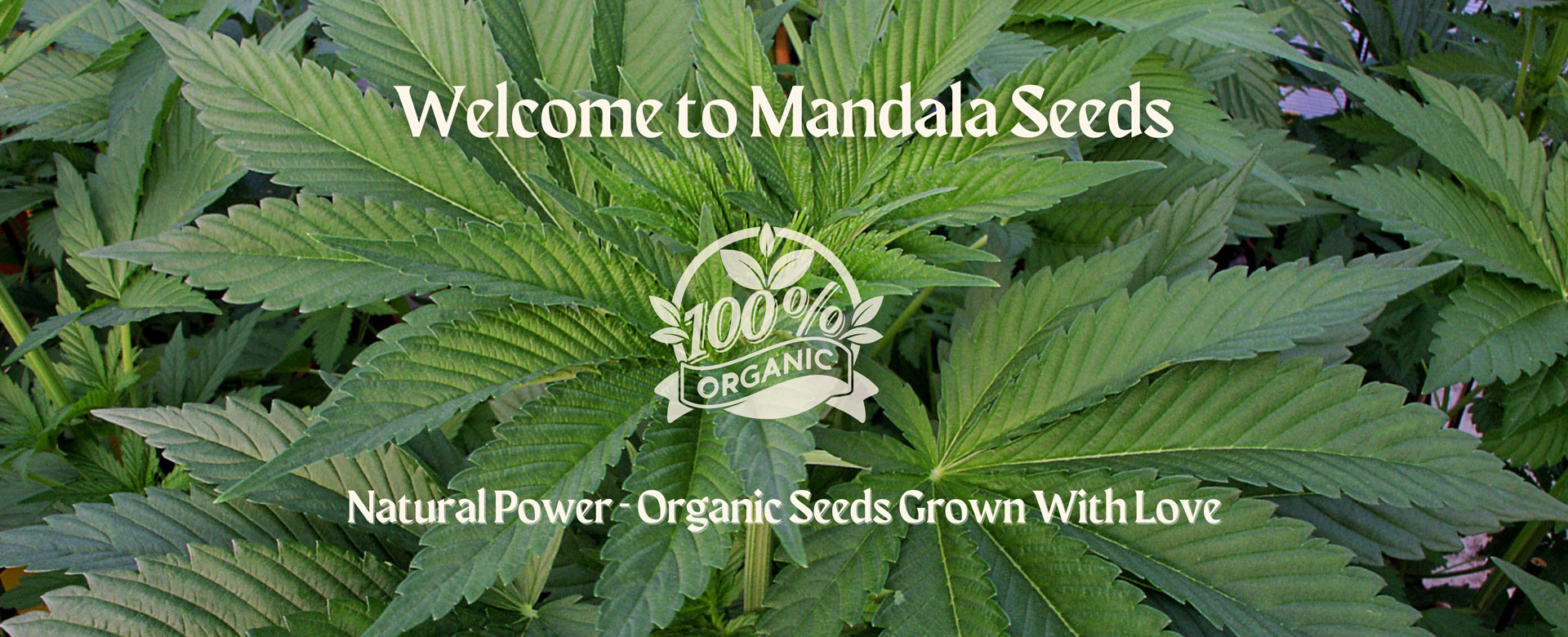 Mandala Seeds Shop