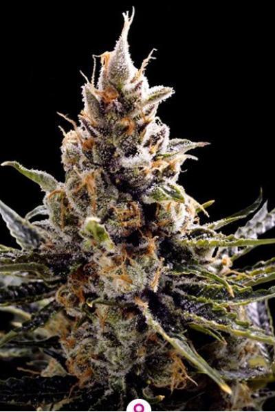 24K Gold - Mandala Seeds Shop DNA Genetics