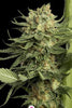 24K Gold - Mandala Seeds Shop DNA Genetics