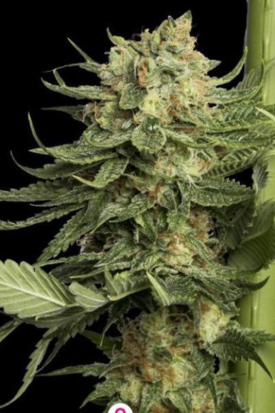 24K Gold - Mandala Seeds Shop DNA Genetics