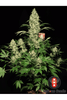 AK-47 - Mandala Seeds Shop Serious Seeds