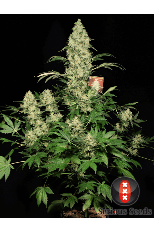 AK-47 - Mandala Seeds Shop Serious Seeds
