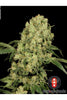 AK-47 - Mandala Seeds Shop Serious Seeds