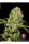 AK-47 - Mandala Seeds Shop Serious Seeds