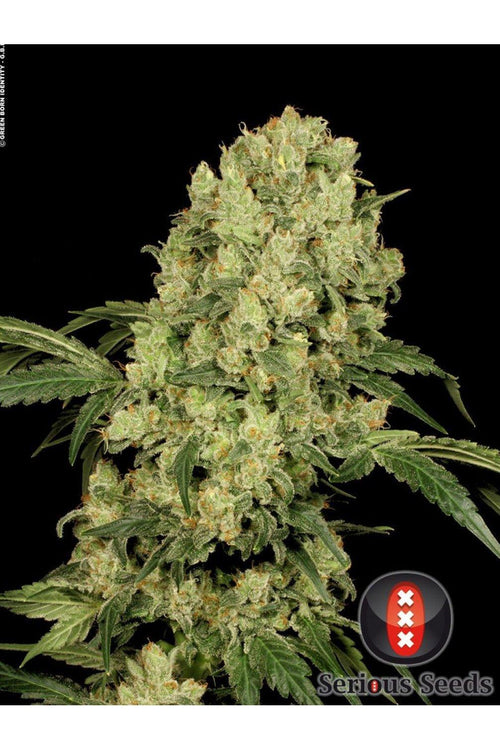 AK-47 - Mandala Seeds Shop Serious Seeds
