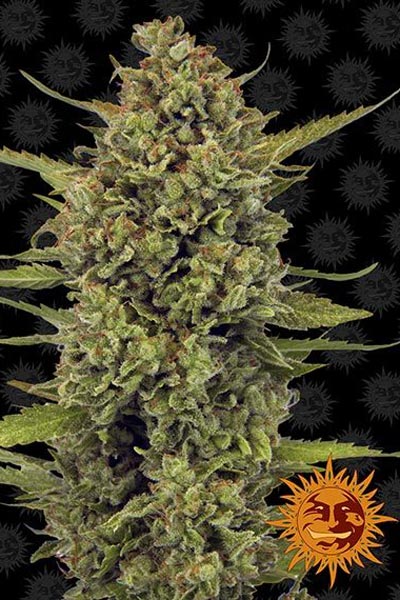 Acapulco Gold - Mandala Seeds Shop Barney's Farm