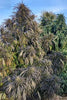 Afghan Daman #8