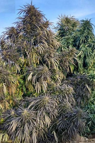 Afghan Daman #8