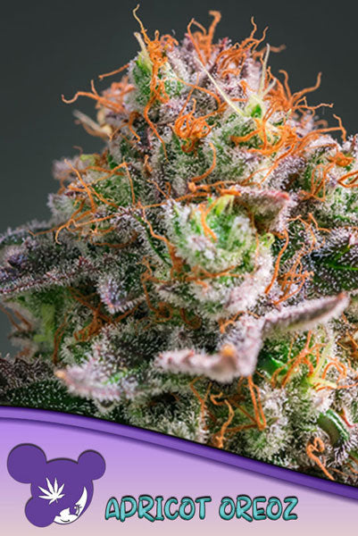Apricot Oreoz - Mandala Seeds Shop Anesia