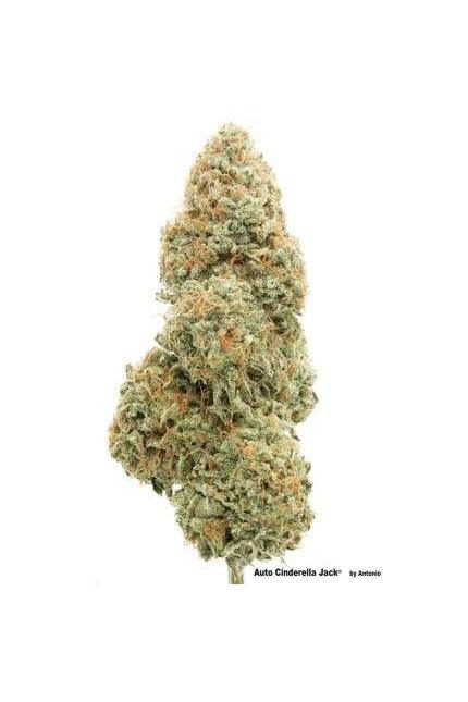 Auto Cinderella Jack - Mandala Seeds Shop Dutch Passion