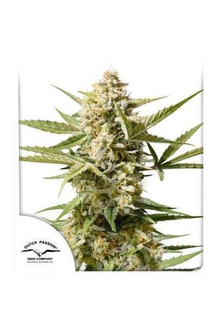 Auto Cinderella Jack - Mandala Seeds Shop Dutch Passion