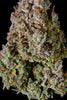 Auto Gelato - Mandala Seeds Shop Cheap Feminized Seeds