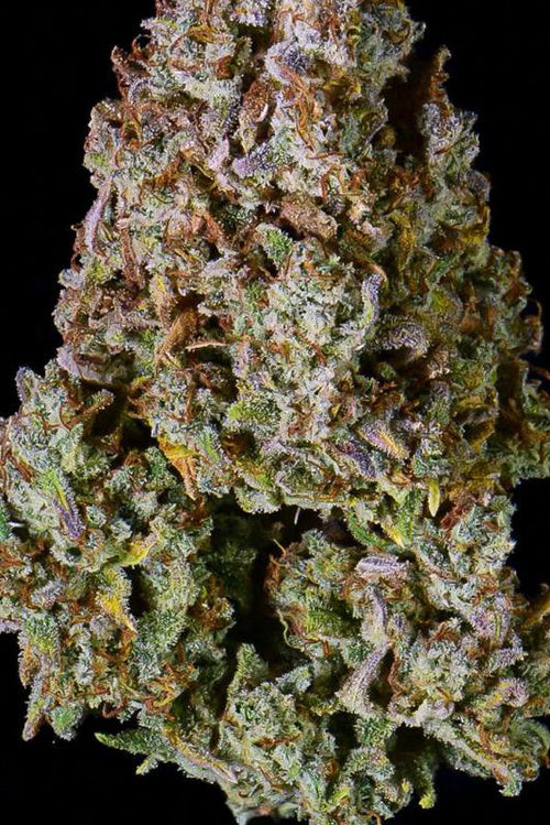 Auto Gelato - Mandala Seeds Shop Cheap Feminized Seeds